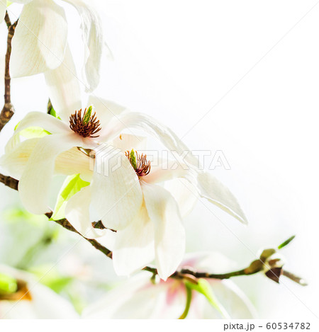 magnolia stellata blossoming magnolia stellata blossoming 60534782
