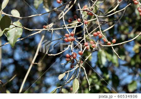 アキグミの実 60534936