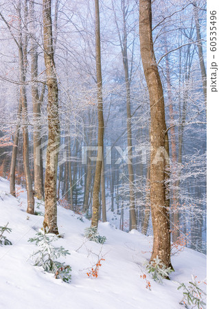 magical winter nature scenery in the morning 60535496