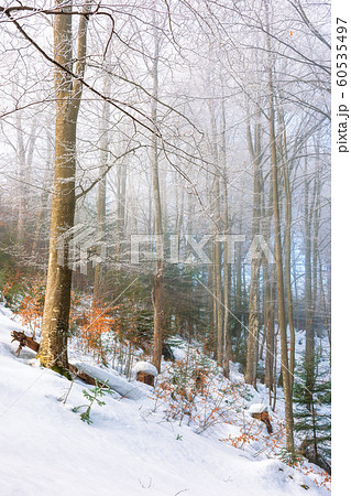 magical winter nature scenery in the morning 60535497