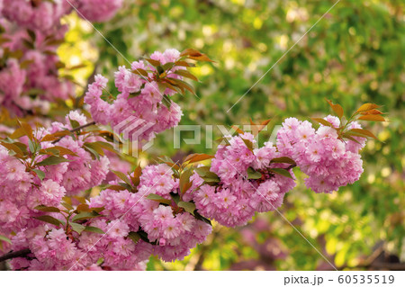 cherry blossom in the garden cherry blossom in the garden 60535519