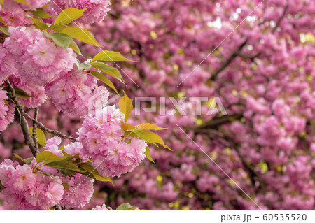 cherry blossom in the garden cherry blossom in the garden 60535520