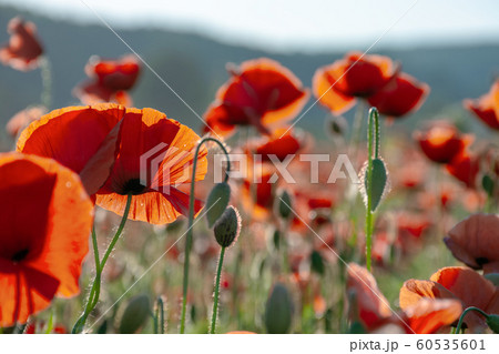 blooming field of red poppy flowers at sunset blooming field of red poppy flowers at sunset 60535601