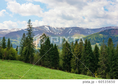 spruce forest on a grassy hill in mountains 60535650