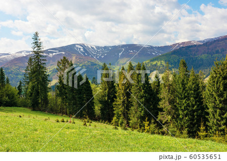 spruce forest on a grassy hill in mountains 60535651