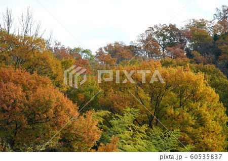 紅葉・望遠で切り取る・快晴・十二月 60535837