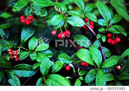 雨中、ヒメコウジの実が育つ 60535981