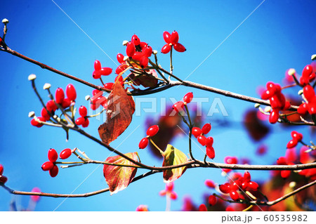 青空に映える、ハナミズキの実 青空に映える、ハナミズキの実 60535982