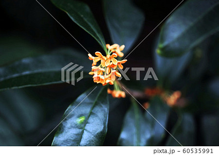 香る、キンモクセイの花 60535991