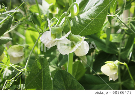 Various pea flowers growing in the garden Various pea flowers growing in the garden 60536475