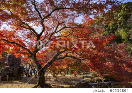 おみず園の紅葉 60536864