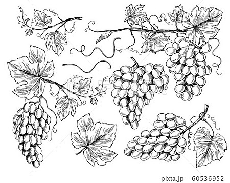 Grape Sketch Floral Pictures Wine Grapes With のイラスト素材 Grape Sketch Floral Pictures Wine Grapes With のイラスト素材