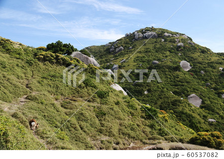 屋久島 最高峰宮之浦岳 山頂への道 ヤクシカ 屋久島 最高峰宮之浦岳 山頂への道 ヤクシカ 60537082
