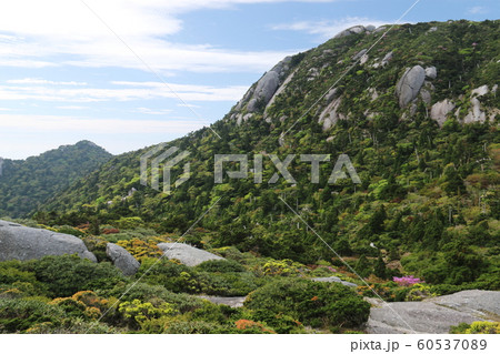 屋久島　最高峰宮之浦岳　山頂への道　投石平から黒味岳を望む 60537089
