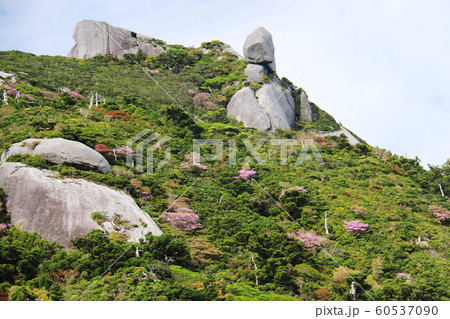 屋久島 最高峰宮之浦岳 山頂への道 屋久島 最高峰宮之浦岳 山頂への道 60537090