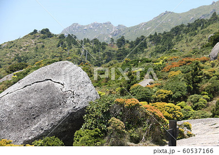 屋久島　最高峰宮之浦岳　山頂への道　投石平 60537166