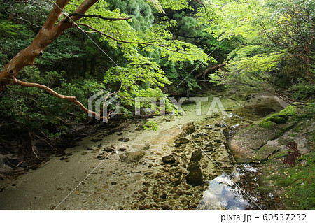 屋久島 最高峰宮之浦岳 山頂への道 淀川小屋まえの水場 屋久島 最高峰宮之浦岳 山頂への道 淀川小屋まえの水場 60537232