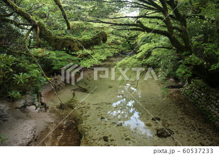 屋久島 最高峰宮之浦岳 山頂への道 淀川小屋前の水場 屋久島 最高峰宮之浦岳 山頂への道 淀川小屋前の水場 60537233