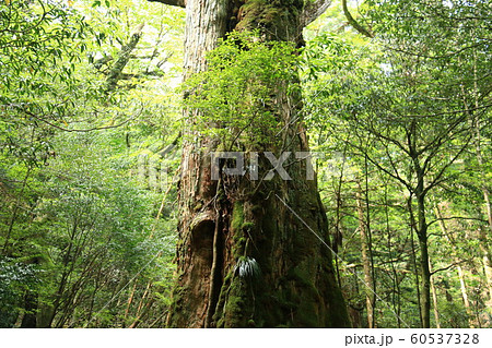 屋久島　苔むすジブリの森 白谷雲水峡 60537328