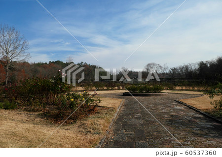 ドイツの森 60537360