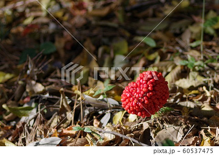 ムサシアブミの実 ムサシアブミの実 60537475