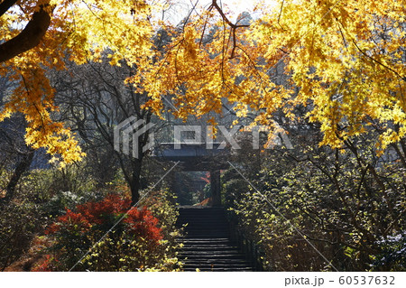 明月院 Meigetsuin temple 明月院 Meigetsuin temple 60537632