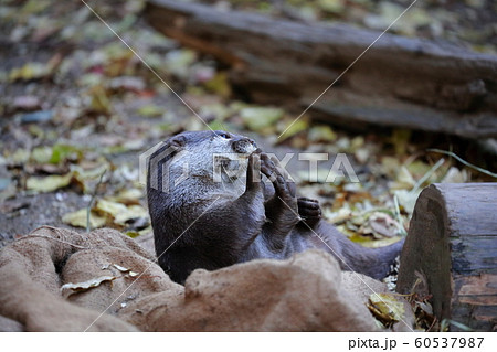 カワウソ カワウソ 60537987