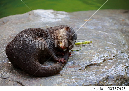 カワウソ 60537993