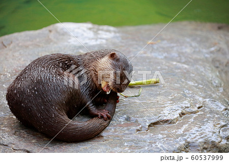 カワウソ 60537999