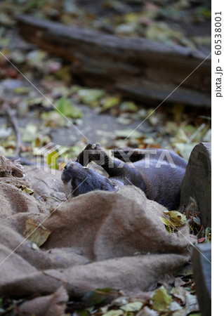 カワウソ カワウソ 60538001