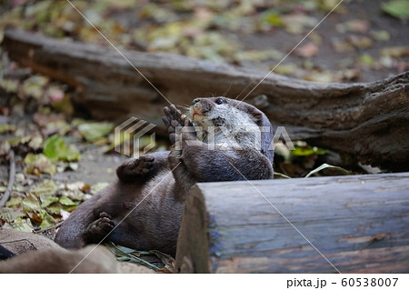 カワウソ 60538007