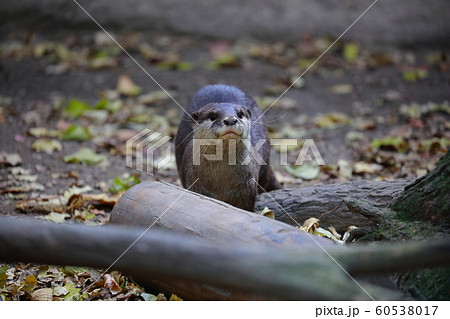 カワウソ カワウソ 60538017