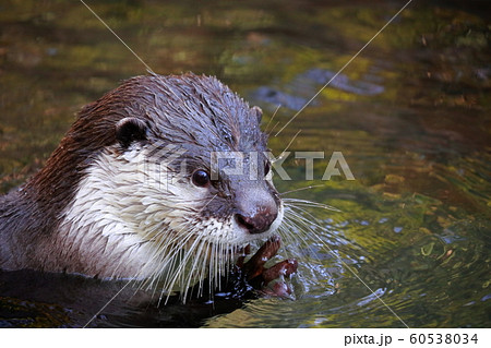 カワウソ 60538034