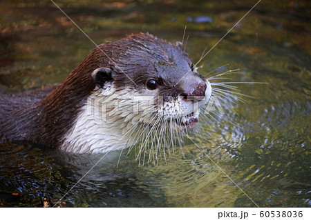 カワウソ 60538036