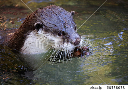 カワウソ カワウソ 60538038