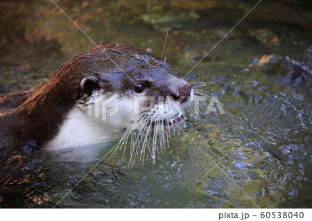 カワウソ 60538040