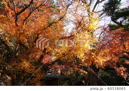 明月院 Meigetsuin temple 明月院 Meigetsuin temple 60538065