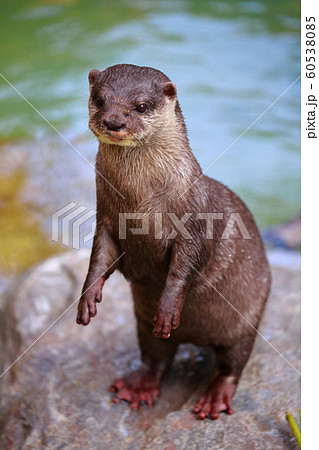 カワウソ 60538085