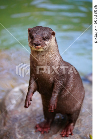 カワウソ 60538086