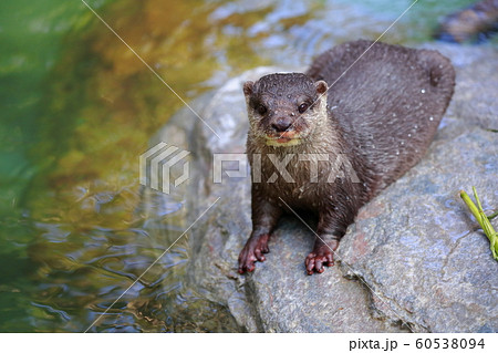 カワウソ 60538094