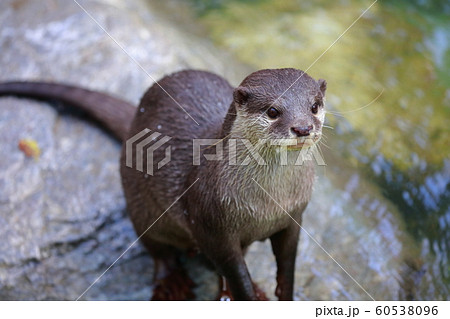 カワウソ 60538096