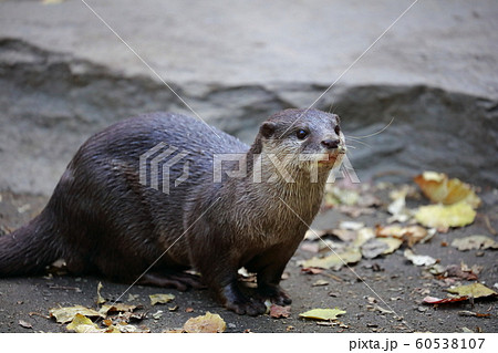 カワウソ カワウソ 60538107