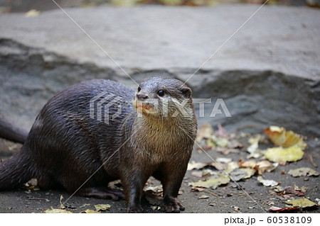 カワウソ 60538109
