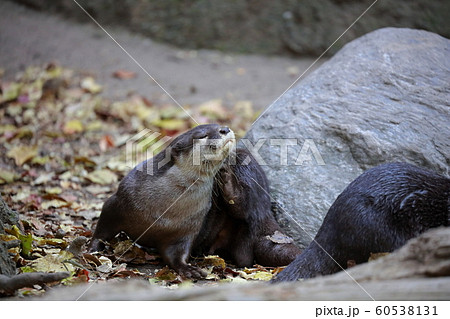 カワウソ 60538131