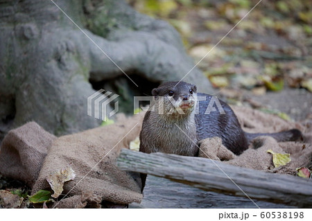 カワウソ 60538198