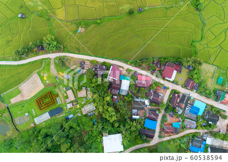 Aerial view drone shot of beautiful green rice Aerial view drone shot of beautiful green rice 60538594