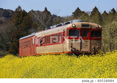 いすみ鉄道キハ52+キハ28 いすみ鉄道キハ52+キハ28 60538984