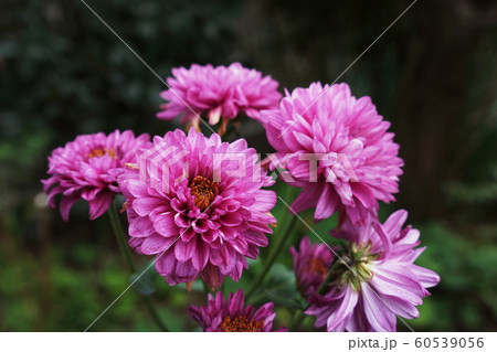 キク  Florists’ daisy  60539056