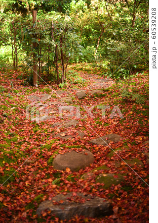 厭離庵紅葉 厭離庵紅葉 60539208