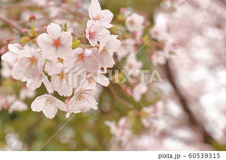 サクラ 60539315